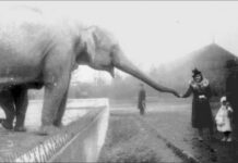 Jakie były i jak zmieniały się warszawskie ogrody zoologiczne w XX wieku?