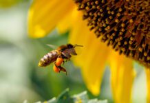Ważne tendencje: rozwój pszczelarstwa miejskiego w Warszawie