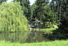 Historia Lasu Bemowskiego w Warszawie