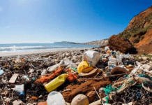 Jak ocalić planetę: rady dla mieszkańców Warszawy