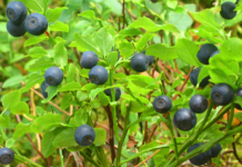 Niebezpieczeństwo jagód w Warszawie