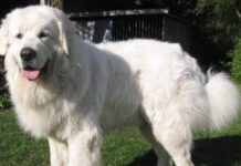 Polski owczarek podhalański. Czym wyróżnia się ta rasa?