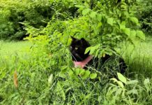 Коты в Варшаве: как в столице относятся к четвероногим