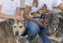 5 волонтерских организаций, которым фонд «Viva!» помогает осуществлять опеку над животными в Варшаве