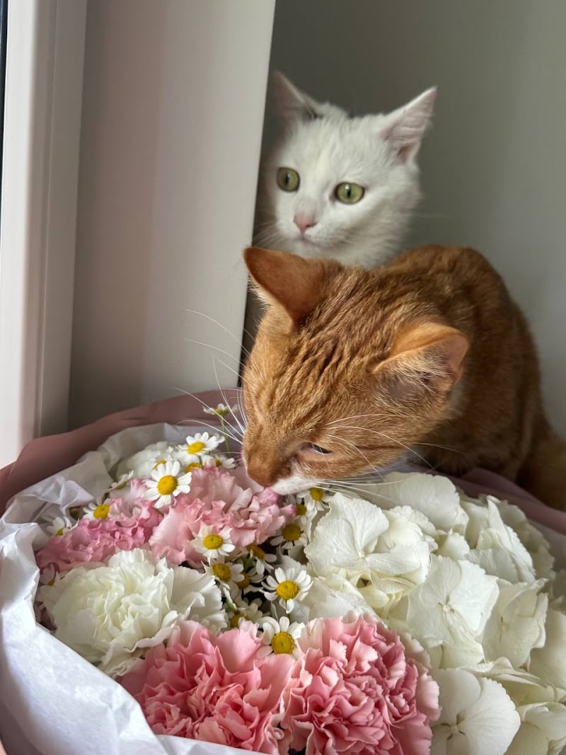 Kwiaciarnia Savva Flowers & Cafe